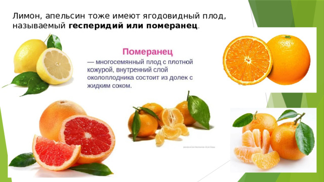 Лимон, апельсин тоже имеют ягодовидный плод, называемый гесперидий или померанец . 
