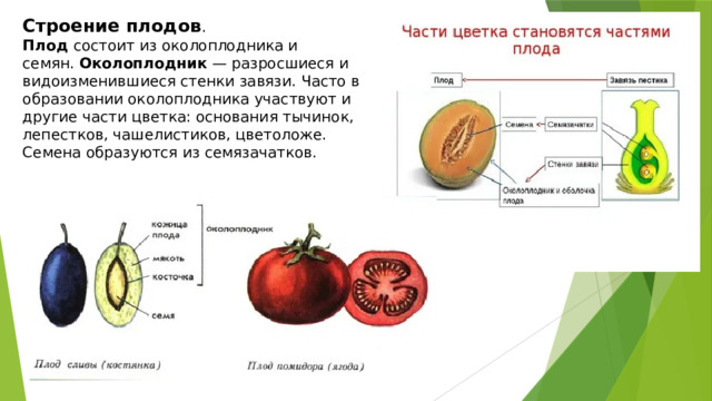 Строение плодов . Плод  состоит из околоплодника и семян.  Околоплодник  — разросшиеся и видоизменившиеся стенки завязи. Часто в образовании околоплодника участвуют и другие части цветка: основания тычинок, лепестков, чашелистиков, цветоложе. Семена образуются из семязачатков.   