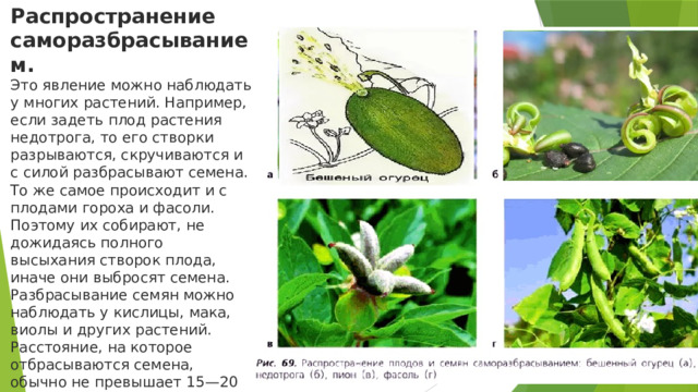 Распространение саморазбрасыванием. Это явление можно наблюдать у многих растений. Например, если задеть плод растения недотрога, то его створки разрываются, скручиваются и с силой разбрасывают семена. То же самое происходит и с плодами гороха и фасоли. Поэтому их собирают, не дожидаясь полного высыхания створок плода, иначе они выбросят семена. Разбрасывание семян можно наблюдать у кислицы, мака, виолы и других растений. Расстояние, на которое отбрасываются семена, обычно не превышает 15—20 см, поэтому такой способ распространения значительно уступает другим 