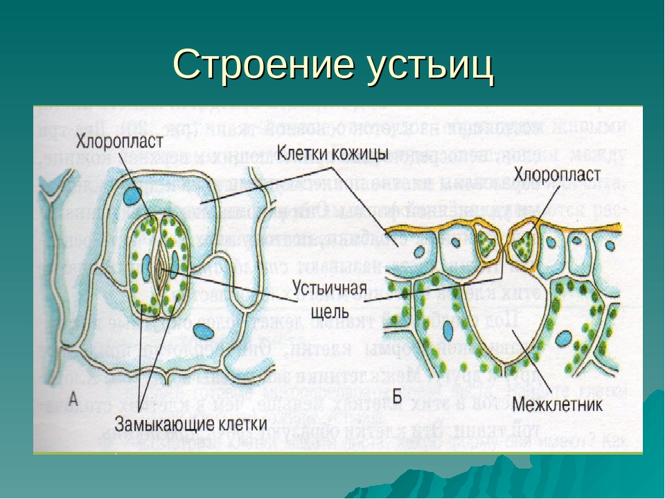 Какой набор хромосом имеет устьичная клетка липы
