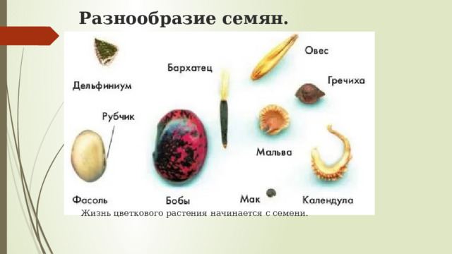 Многообразие семян