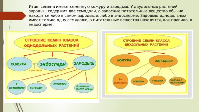 Итак, семена имеют семенную кожуру и зародыш. У двудольных растений зародыш содержит две семядоли, а запасные питательные вещества обычно находятся либо в самом зародыше, либо в эндосперме. Зародыш однодольных имеет только одну семядолю, а питательные вещества находятся, как правило, в эндосперме. 