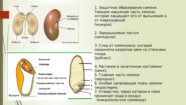 1. Защитное образование семени. Твердая наружная часть семени, которая защищает его от высыхания и от повреждений (кожура); 2. Зародышевые листья (семядоли); 3. След от семяножки, которая соединяла незрелое семя со стенками плода (рубчик); 4. Растение в зачаточном состоянии (семя); 5. Главная часть семени (зародыш); 6. Особая запасающая ткань семени (эндосперм); 7. Отверстие, через которое в семя проникает вода и воздух  (микропиле или семявход) 