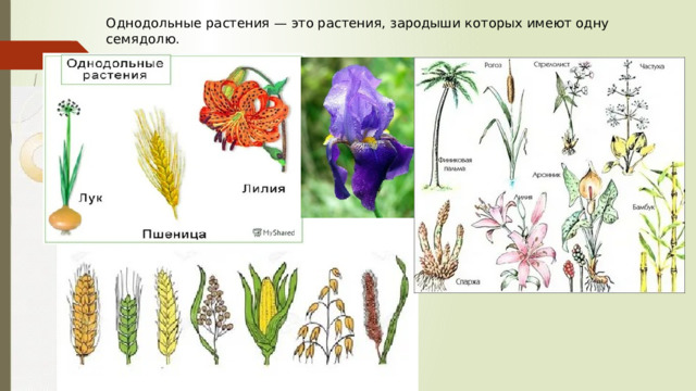 Однодольные растения — это растения, зародыши которых имеют одну семядолю. 