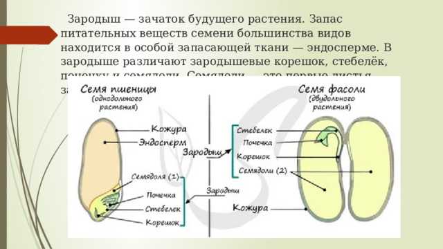 У двудольных запас питательных веществ находится. Части зародыша семени фасоли. Запас питательных веществ в семени. Где находятся питательные вещества в семени фасоли. Семя фасоли подпишите части зародыша.