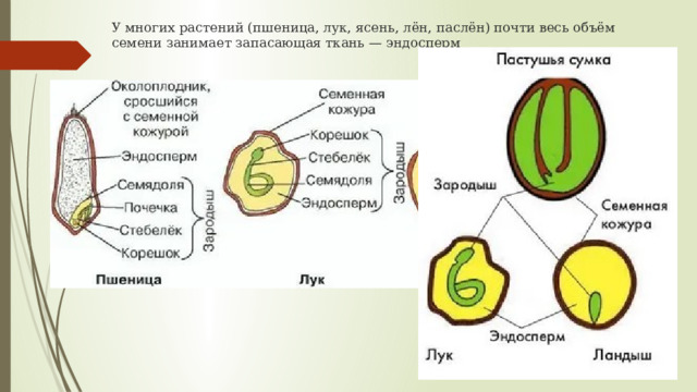 У многих растений (пшеница, лук, ясень, лён, паслён) почти весь объём семени занимает запасающая ткань — эндосперм 