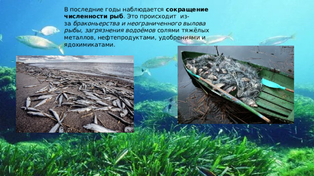 В последние годы наблюдается  сокращение численности рыб . Это происходит  из-за  браконьерства и неограниченного вылова рыбы ,  загрязнения водоёмов  солями тяжёлых металлов, нефтепродуктами, удобрениями и ядохимикатами. 