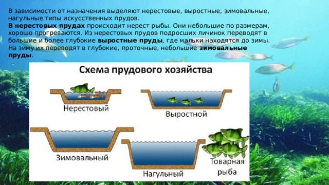 В зависимости от назначения выделяют нерестовые, выростные, зимовальные, нагульные типы искусственных прудов. В нерестовых прудах  происходит нерест рыбы. Они небольшие по размерам, хорошо прогреваются. Из нерестовых прудов подросших личинок переводят в большие и более глубокие  выростные пруды , где мальки находятся до зимы. На зиму их переводят в глубокие, проточные, небольшие  зимовальные пруды . 