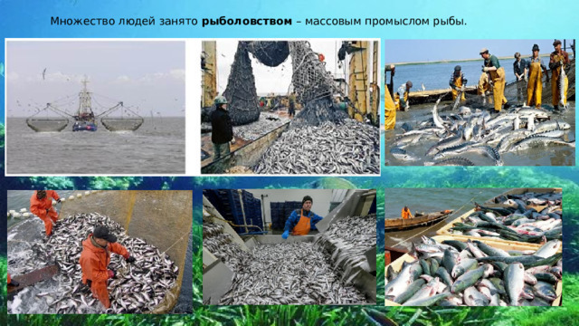 Множество людей занято  рыболовством  – массовым промыслом рыбы. 