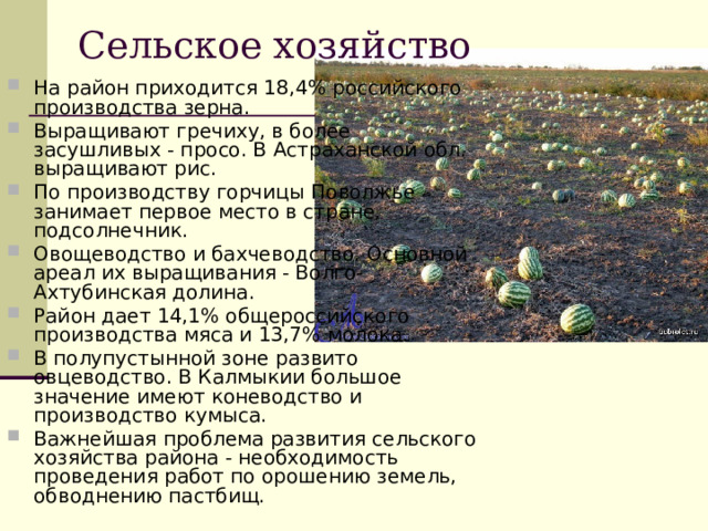 Сельское хозяйство На район приходится 18,4% российского производства зерна. Выращивают гречиху, в более засушливых - просо. В Астраханской обл. выращивают рис. По производству горчицы Поволжье занимает первое место в стране, подсолнечник. Овощеводство и бахчеводство. Основной ареал их выращивания - Волго-Ахтубинская долина. Район дает 14,1% общероссийского производства мяса и 13,7% молока. В полупустынной зоне развито овцеводство. В Калмыкии большое значение имеют коневодство и производство кумыса. Важнейшая проблема развития сельского хозяйства района - необходимость проведения работ по орошению земель, обводнению пастбищ.  