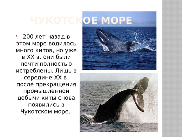 Чукотское море 200 лет назад в этом море водилось много китов, но уже в XX в. они были почти полностью истреблены. Лишь в середине XX в. после прекращения промышленной добычи киты снова появились в Чукотском море. 