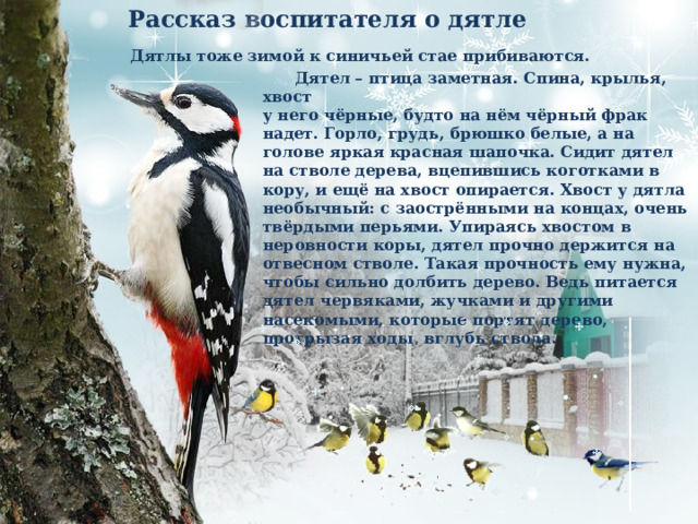 Рассказ воспитателя о дятле   Дятлы тоже зимой к синичьей стае прибиваются.   Дятел – птица заметная. Спина, крылья, хвост у него чёрные, будто на нём чёрный фрак надет. Горло, грудь, брюшко белые, а на голове яркая красная шапочка. Сидит дятел на стволе дерева, вцепившись коготками в кору, и ещё на хвост опирается. Хвост у дятла необычный: с заострёнными на концах, очень твёрдыми перьями. Упираясь хвостом в неровности коры, дятел прочно держится на отвесном стволе. Такая прочность ему нужна, чтобы сильно долбить дерево. Ведь питается дятел червяками, жучками и другими насекомыми, которые портят дерево, прогрызая ходы вглубь ствола. 