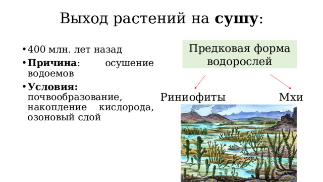Выход растений на сушу : Предковая форма водорослей 400 млн. лет назад Причина : осушение водоемов Условия: почвообразование, накопление кислорода, озоновый слой Риниофиты Мхи 