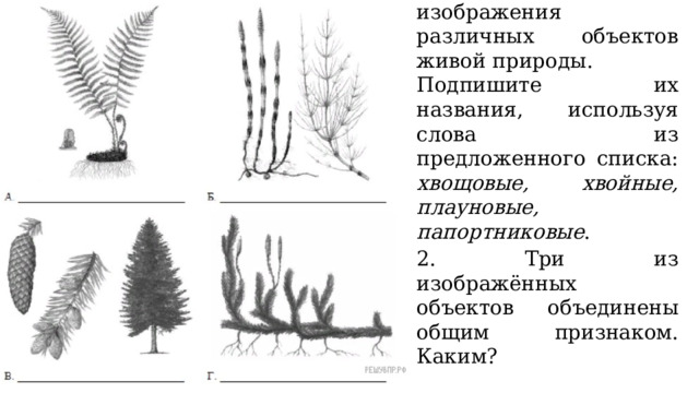1. Рассмотрите изображения различных объектов живой природы. Подпишите их названия, используя слова из предложенного списка: хвощовые, хвойные, плауновые, папортниковые . 2. Три из изображённых объектов объединены общим признаком. Каким? 