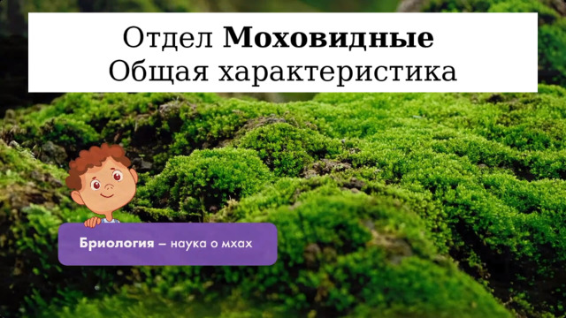 Отдел Моховидные  Общая характеристика 