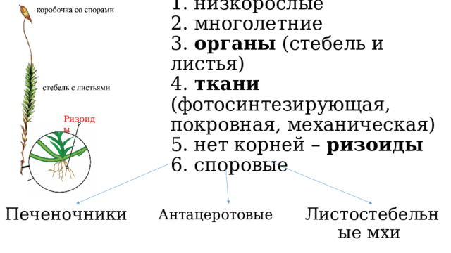 1. низкорослые  2. многолетние  3. органы (стебель и листья)  4. ткани (фотосинтезирующая, покровная, механическая)  5. нет корней – ризоиды  6. споровые Ризоиды Антацеротовые Печеночники Листостебельные мхи 