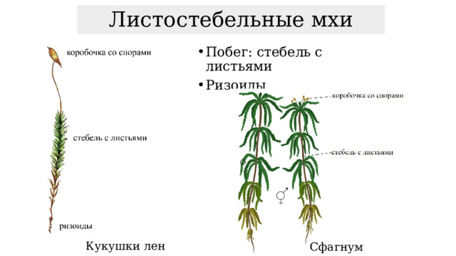 Листостебельные мхи Побег: стебель с листьями Ризоиды Кукушки лен Сфагнум 