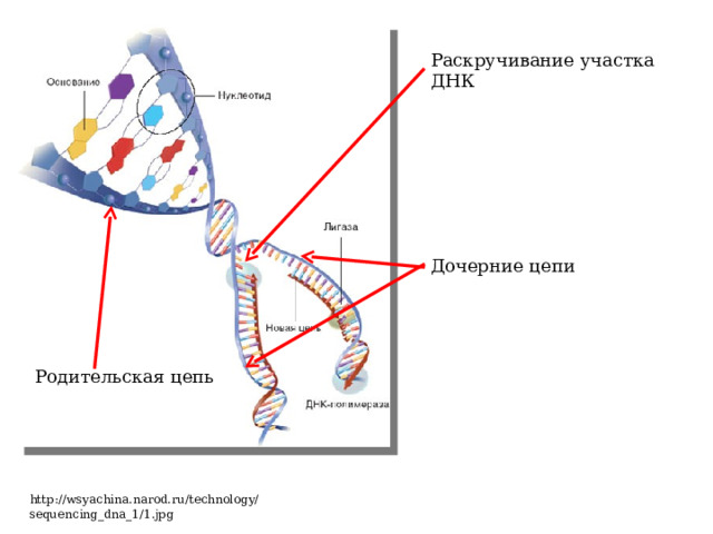 Раскручивание участка ДНК Дочерние цепи Родительская цепь http://wsyachina.narod.ru/technology/sequencing_dna_1/1.jpg 
