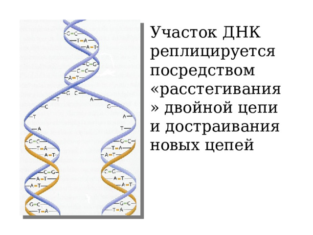Участок ДНК реплицируется посредством «расстегивания» двойной цепи и достраивания новых цепей 