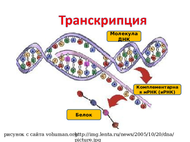 Молекула ДНК Комплементарная мРНК (иРНК) Белок рисунок с сайта vohuman.org http://img.lenta.ru/news/2005/10/20/dna/picture.jpg  