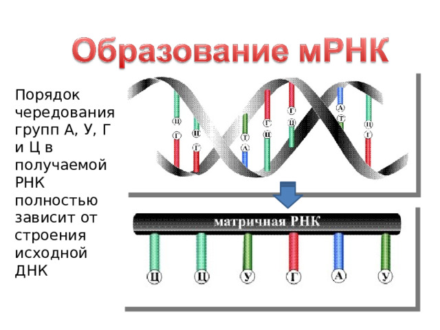 Порядок чередования групп А, У, Г и Ц в получаемой РНК полностью зависит от строения исходной ДНК 