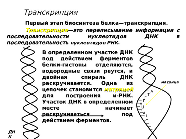 Транскрипция  Первый этап биосинтеза белка—транскрипция .  Транскрипция —это переписывание информации с последовательности нуклеотидов ДНК в последовательность нуклеотидов РНК. В определенном участке ДНК под действием ферментов белки-гистоны отделяются, водородные связи рвутся, и двойная спираль ДНК раскручивается. Одна из цепочек становится матрицей  для построения и-РНК. Участок ДНК в определенном месте начинает раскручиваться под действием ферментов. матрица А Т Г Г А Ц Г А Ц Т ДНК 