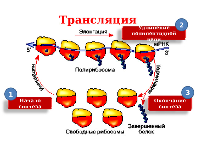 Трансляция 2 Удлинение полипептидной цепи 3 1 Окончание синтеза Начало синтеза 