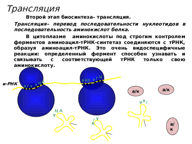 Трансляция   Второй этап биосинтеза– трансляция.  Трансляция– перевод последовательности нуклеотидов в последовательность аминокислот белка.   В цитоплазме аминокислоты под строгим контролем ферментов аминоацил-тРНК-синтетаз соединяются с тРНК, образуя аминоацил-тРНК. Это очень видоспецифичные реакции: определенный фермент способен узнавать и связывать с соответствующей тРНК только свою аминокислоту.    Ц Г У Ц А У А и-РНК Ц У У Г А а/к а/к У Г У А Ц У У Г а/к А 