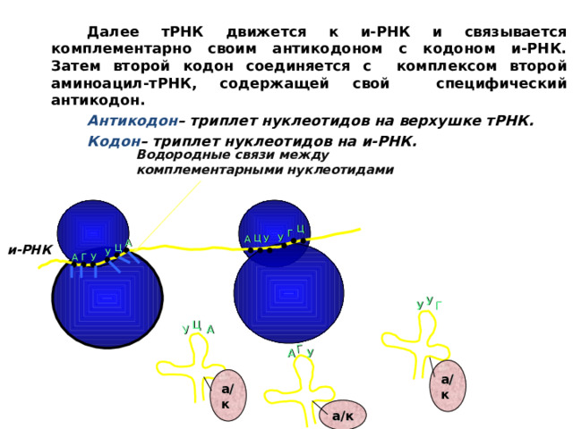 У Г   Далее тРНК движется к и-РНК и связывается комплементарно своим антикодоном с кодоном и-РНК. Затем второй кодон соединяется с комплексом второй аминоацил-тРНК, содержащей свой специфический антикодон.    Антикодон – триплет нуклеотидов на верхушке тРНК.   Кодон – триплет нуклеотидов на и-РНК. Водородные связи между комплементарными нуклеотидами Ц Г У Ц А У А и-РНК Ц У А Г У У Г У Ц А У А а/к а/к а/к 