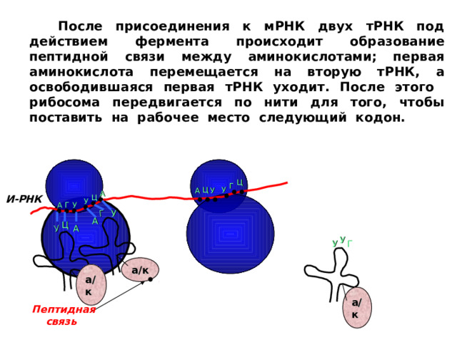 У Г   После присоединения к мРНК двух тРНК под действием фермента происходит образование пептидной связи между аминокислотами; первая аминокислота перемещается на вторую тРНК, а освободившаяся первая тРНК уходит. После этого рибосома передвигается по нити для того, чтобы поставить на рабочее место следующий кодон.   Ц Г Ц У У А А Ц И-РНК У У А Г У А Ц А У У Г а/к а/к а/к Пептидная  связь 