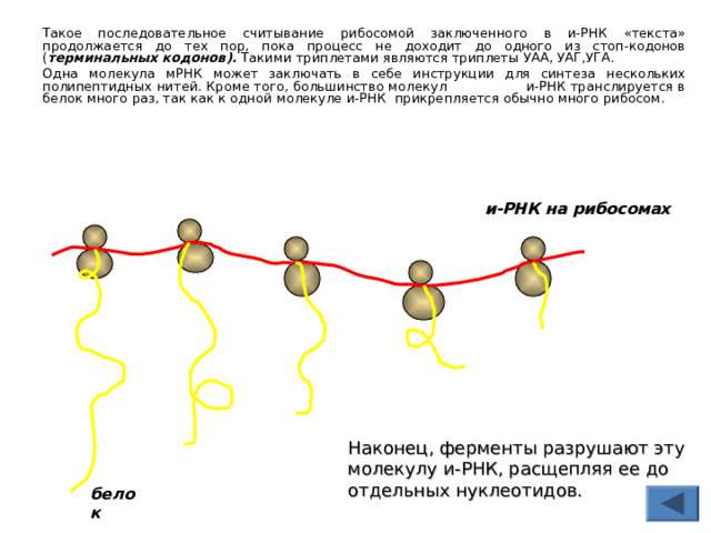   Такое последовательное считывание рибосомой заключенного в и-РНК «текста» продолжается до тех пор, пока процесс не доходит до одного из стоп-кодонов ( терминальных кодонов). Такими триплетами являются триплеты УАА, УАГ,УГА.   Одна молекула мРНК может заключать в себе инструкции для синтеза нескольких полипептидных нитей. Кроме того, большинство молекул и-РНК транслируется в белок много раз, так как к одной молекуле и-РНК прикрепляется обычно много рибосом. и-РНК на рибосомах Наконец, ферменты разрушают эту молекулу и-РНК, расщепляя ее до отдельных нуклеотидов. белок 
