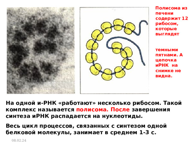 Полисома из печени содержит 12 рибосом, которые выглядят темными пятнами. А цепочка иРНК на снимке не видна. На одной и-РНК «работают» несколько рибосом. Такой комплекс называется полисома. После завершения синтеза иРНК распадается на нуклеотиды.  Весь цикл процессов, связанных с синтезом одной белковой молекулы, занимает в среднем 1-3 с. 08.02.24 