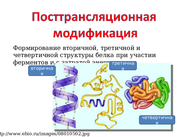 Формирование вторичной, третичной и четвертичной структуры белка при участии ферментов и с затратой энергии третичная вторичная четвертичная http://www.ebio.ru/images/08010502.jpg  
