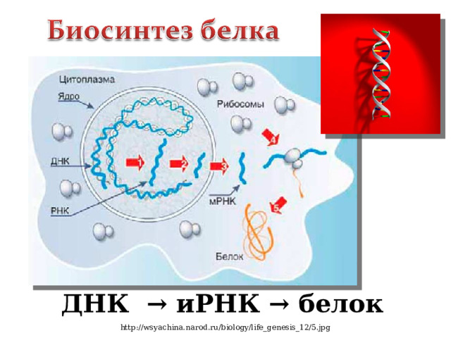 ДНК → иРНК → белок http://wsyachina.narod.ru/biology/life_genesis_12/5.jpg 