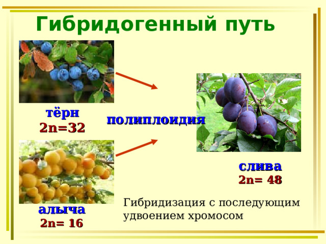 Гибридогенный путь тёрн 2 n =32 полиплоидия слива 2 n = 48 Гибридизация с последующим удвоением хромосом алыча 2 n = 16  