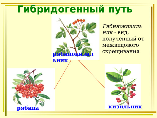 Гибридогенный путь Рябинокизильник - вид, полученный от межвидового скрещивания рябинокизильник кизильник рябина 
