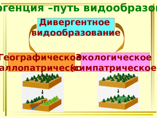 Дивергенция –путь видообразования Дивергентное видообразование Географическое (аллопатрическое Экологическое (симпатрическое) 