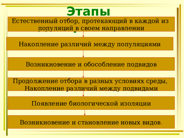 Этапы видообразования:   Естественный отбор, протекающий в каждой из популяций в своем направлении Накопление различий между популяциями Возникновение и обособление подвидов Продолжение отбора в разных условиях среды, Накопление различий между подвидами Появление биологической изоляции Возникновение и становление новых видов . 