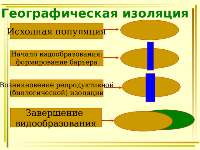 Географическая изоляция  Исходная популяция Начало видообразования: формирование барьера  Возникновение репродуктивной (биологической) изоляции Завершение видообразования 