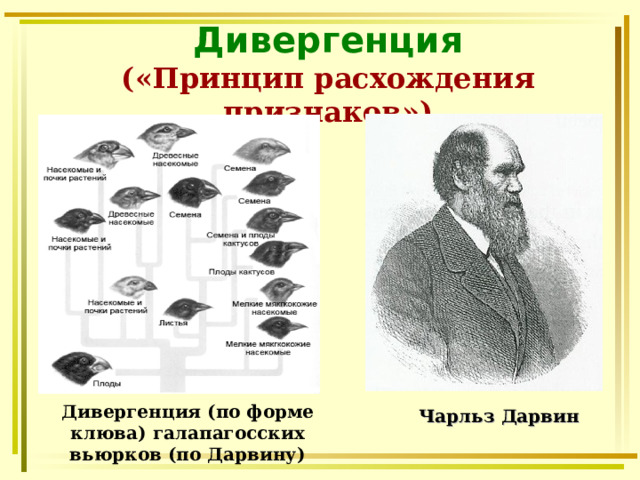 Дивергенция  («Принцип расхождения признаков») Дивергенция (по форме клюва) галапагосских вьюрков (по Дарвину) Чарльз Дарвин 