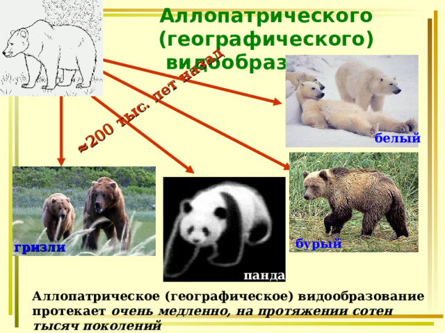 Аллопатрического (географического) видообразования ≈ 200 тыс. лет назад белый бурый гризли панда Аллопатрическое (географическое) видообразование протекает очень медленно, на протяжении сотен тысяч поколений  