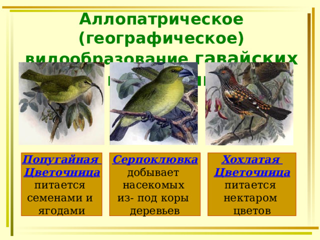 Аллопатрическое (географическое) видообразование гавайских цветочниц Попугайная Цветочница Серпоклювка Хохлатая Цветочница питается семенами и ягодами добывает насекомых из- под коры деревьев питается нектаром цветов 