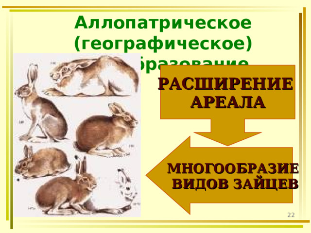 Аллопатрическое (географическое) видообразование  РАСШИРЕНИЕ АРЕАЛА МНОГООБРАЗИЕ ВИДОВ ЗАЙЦЕВ  