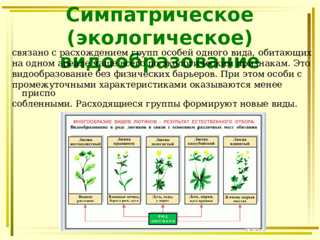 Симпатрическое (экологическое) видообразование связано с расхождением групп особей одного вида, обитающих на одном ареале чаще всего по экологическим признакам. Это видообразование без физических барьеров. При этом особи с промежуточными характеристиками оказываются менее приспо собленными. Расходящиеся группы формируют новые виды. 