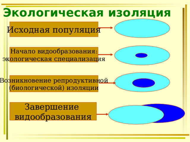 Экологическая изоляция  Исходная популяция Начало видообразования: экологическая специализация  Возникновение репродуктивной (биологической) изоляции Завершение видообразования 