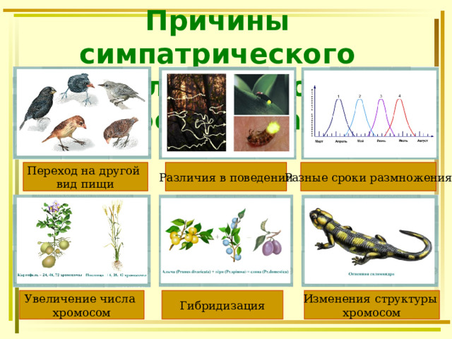 Причины симпатрического (экологического) видообразования   Переход на другой вид пищи Различия в поведении Разные сроки размножения Увеличение числа хромосом Гибридизация Изменения структуры хромосом 