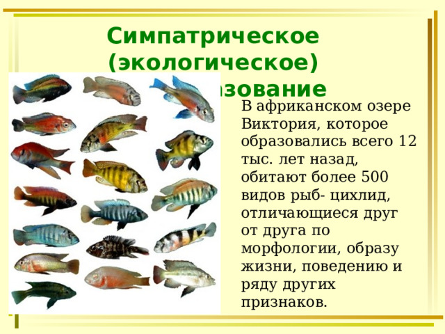 Симпатрическое (экологическое) видообразование В африканском озере Виктория, которое образовались всего 12 тыс. лет назад, обитают более 500 видов рыб- цихлид, отличающиеся друг от друга по морфологии, образу жизни, поведению и ряду других признаков. 