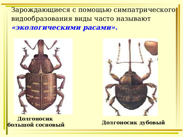 Зарождающиеся с помощью симпатрического видообразования виды часто называют «экологическими расами».   Долгоносик большой сосновый  Долгоносик дубовый 