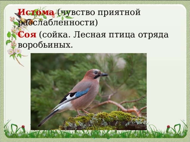 Истома (чувство приятной расслабленности) Соя (сойка. Лесная птица отряда воробьиных. 