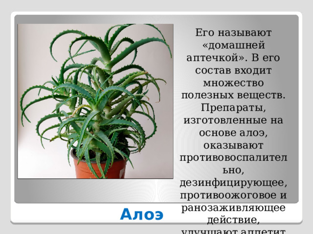 Его называют «домашней аптечкой». В его состав входит множество полезных веществ. Препараты, изготовленные на основе алоэ, оказывают противовоспалительно, дезинфицирующее, противоожоговое и ранозаживляющее действие, улучшают аппетит и пищеварение. Алоэ 